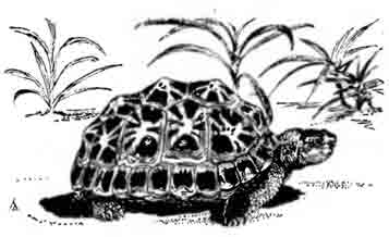 Паучья черепаха Pyxis arachnoides