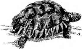 Окаймленная сухопутная черепаха Testudo margjnata
