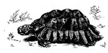 Средиземноморская черепаха Testudo graeca