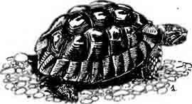 Балканская черепаха Testudo hermanni