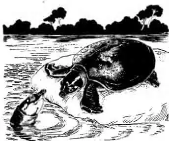 Двухкоготная черепаха Carettochelys insulpta Двухкоготная черепаха Carettochelys insulpta