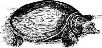 Дальневосточная мягкотелая черепаха Trionyx sinensis