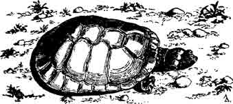 РОД ЩИТОНОГИЕ ЧЕРЕПАХИ GENUS PODOCNEMIS WAGLER, 1930