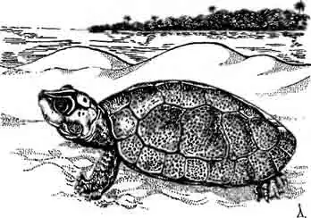 Широкая щитоногая черепаха Podocnemis expansa Широкая щитоногая черепаха Podocnemis expansa