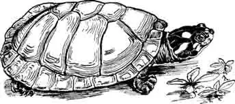 Терекай, или тракакса Podocnemis unifilis Терекай, или тракакса Podocnemis unifilis