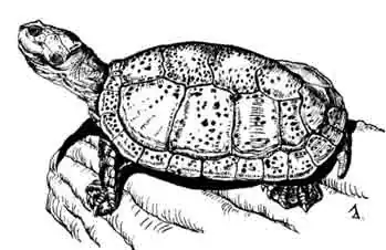 Оринокская щитоногая черепаха Podocnemis vogli Оринокская щитоногая черепаха Podocnemis vogli