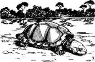 Гвианская щитоногая черепаха Peltocephalus tracaxa