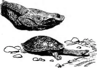 Гигантская змеиношейная черепаха Chelodina expansa Гигантская змеиношейная черепаха Chelodina expansa