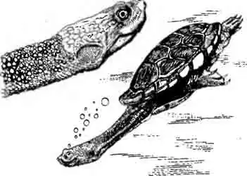 Обыкновенная змеиношейная черепаха Chelodina longicollis Обыкновенная змеиношейная черепаха Chelodina longicollis