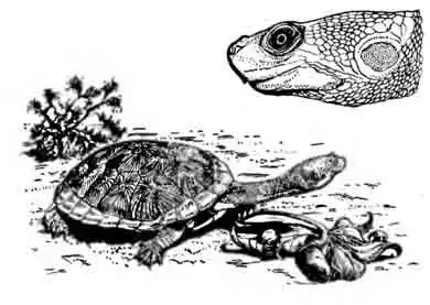 Новогвинейская змеиношейная черепаха Chelodina novaeguineae Новогвинейская змеиношейная черепаха Chelodina novaeguineae
