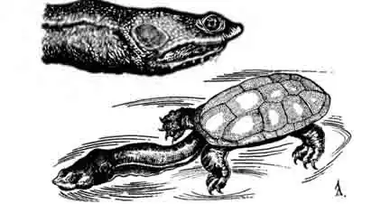 Продолговатая змеиношейная черепаха Chelodina oblonga Продолговатая змеиношейная черепаха Chelodina oblonga