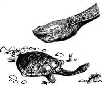 Североавстралийская змеиношейная черепаха Chelodina rugosa Североавстралийская змеиношейная черепаха Chelodina rugosa