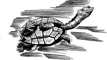 Змеиношейная черепаха Штейндахнера Chelodina steindachneri Змеиношейная черепаха Штейндахнера Chelodina steindachneri