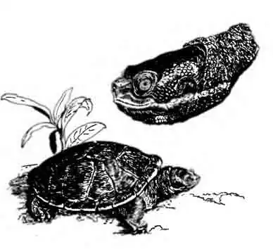 Брисбенская короткошейная черепаха Emydura signata Брисбенская короткошейная черепаха Emydura signata