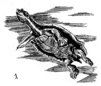 Муррейская короткошейная черепаха Emydura macauarrii Муррейская короткошейная черепаха Emydura macauarrii