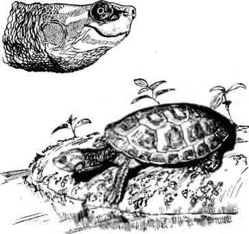 Краснобрюхая короткошейная черепаха Emydura subglobosa Краснобрюхая короткошейная черепаха Emydura subglobosa