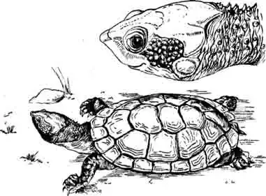 Северовосточная элсея Elseya latisternum Северовосточная элсея Elseya latisternum