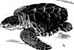 Оливковая ридлея Lepidochelys olivacea