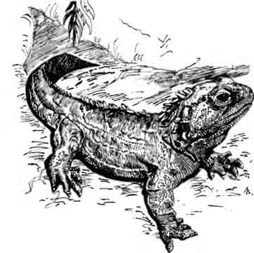 Таутара, или гаттерия Sphenodon punctatus