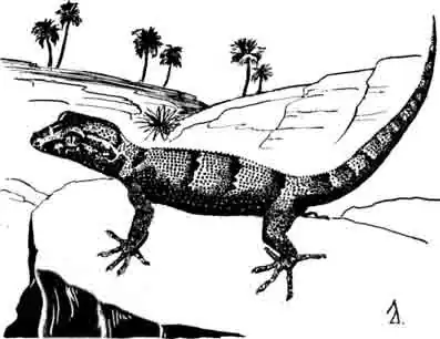 Серпентоостровной нактус Nadus serpensinsula Серпентоостровной нактус Nadus serpensinsula