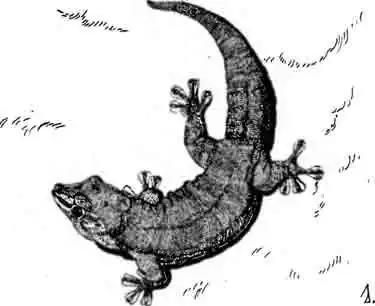 Дневной геккон Гюнтера Phelsuma guentheri Дневной геккон Гюнтера Phelsuma guentheri