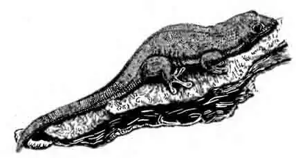 Плоскохвостая фельзума Phelsuma laticauda Плоскохвостая фельзума Phelsuma laticauda