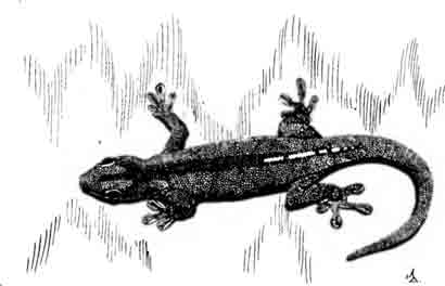 Фельзума Стандинга Phelsuma standingi