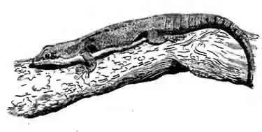 Четырехглазковая фельзума Phekuma quadripcellata Четырехглазковая фельзума Phekuma quadripcellata