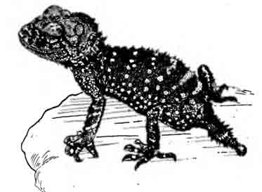 Шишкохвостый геккон Nephrurus asper