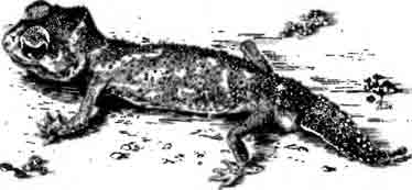 Гладкий шишкохвостый геккон Nephrurus levis
