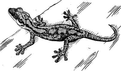 Островной псевдотекадактилюс Pseudothecadaxtylus australis