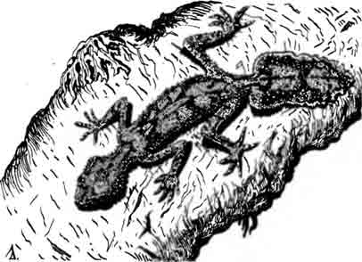 Австралийский листохвостый геккон Phyllurus cornutus