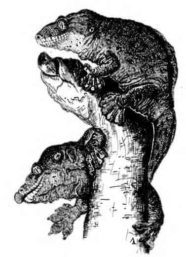  Гигантский новокаледонский геккон Rhacodactylus leachlanus