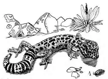 Туркменский эублефар Eublepharis turkmenicus Туркменский эублефар Eublepharis turkmenicus