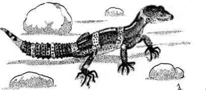 Японский эублефар Eublepharis kuroiwae Японский эублефар Eublepharis kuroiwae