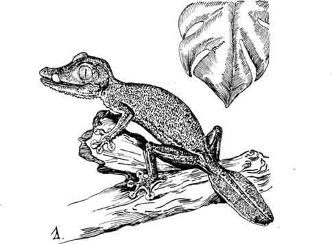 Плоскохвостый геккон Uroplatus fimbriatus