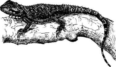 Бородатая ящерица Amphibolurus barbatus