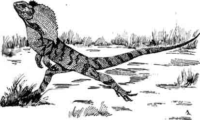 Плащеносная ящерица Chlamydosaurus kingii