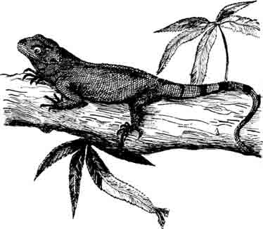 Хелозания Chelosania brunnea