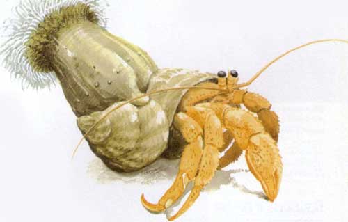 Морская анемона