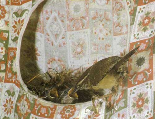 Каролинский кустарниковый крапивник