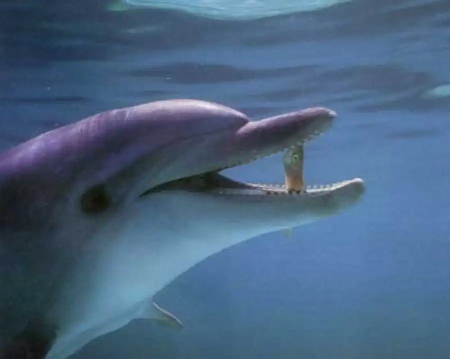 афалина афалина