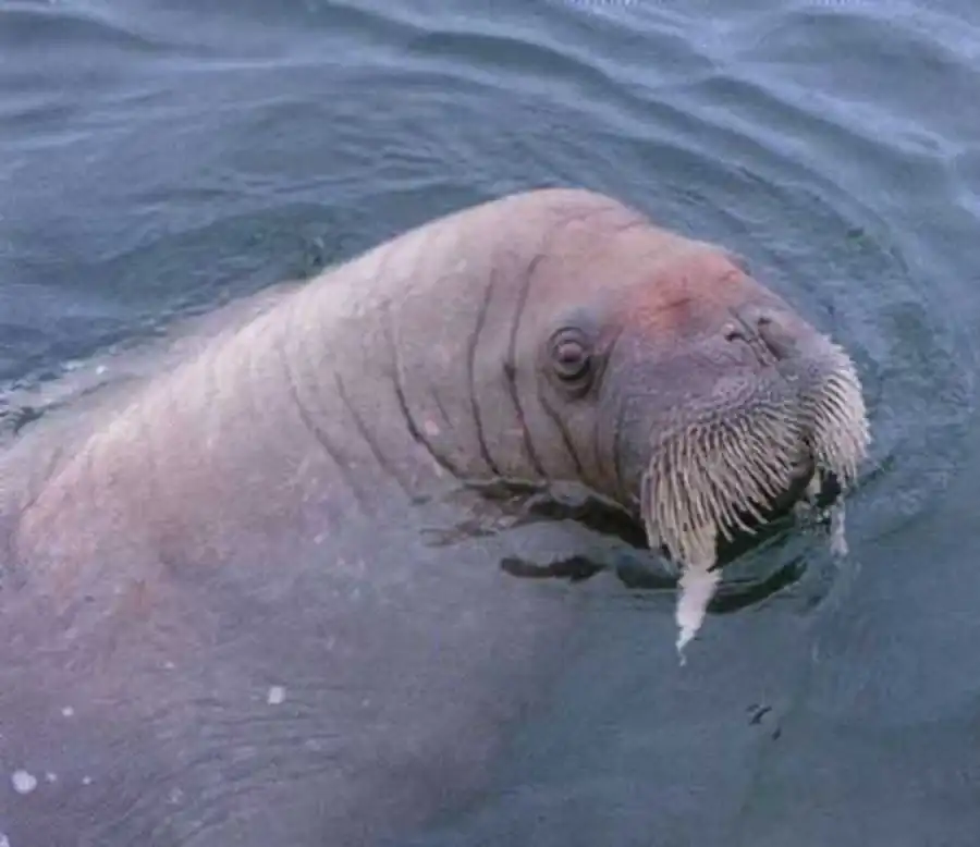 морж