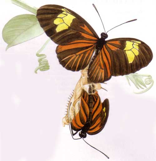 бабочка Heliconius