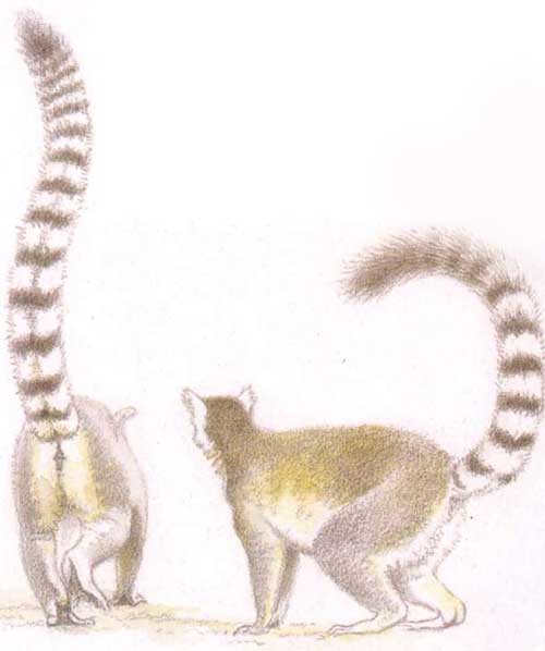 кошачий лемур