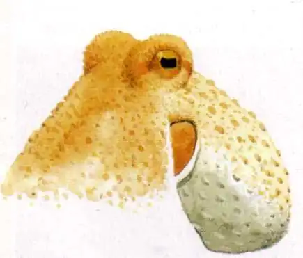 Разум осьминога
