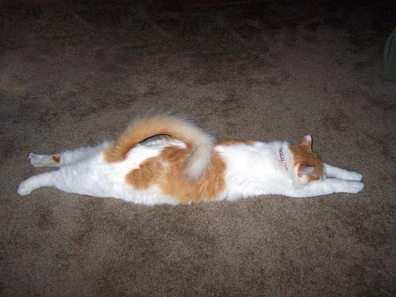 Кот-ровнялка