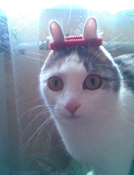 Которобот