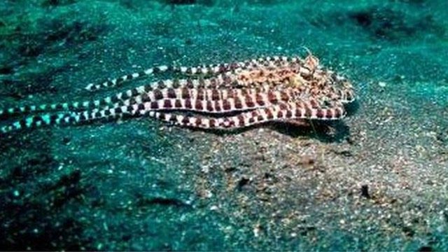 Осьминог подражает камбале