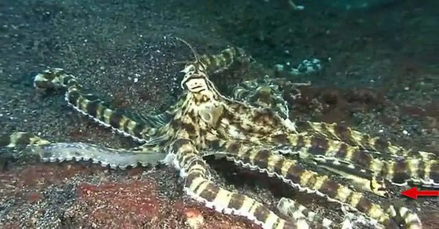 Рыбка имитирует щупальца осьминога-подражателя Рыбка имитирует щупальца осьминога-подражателя